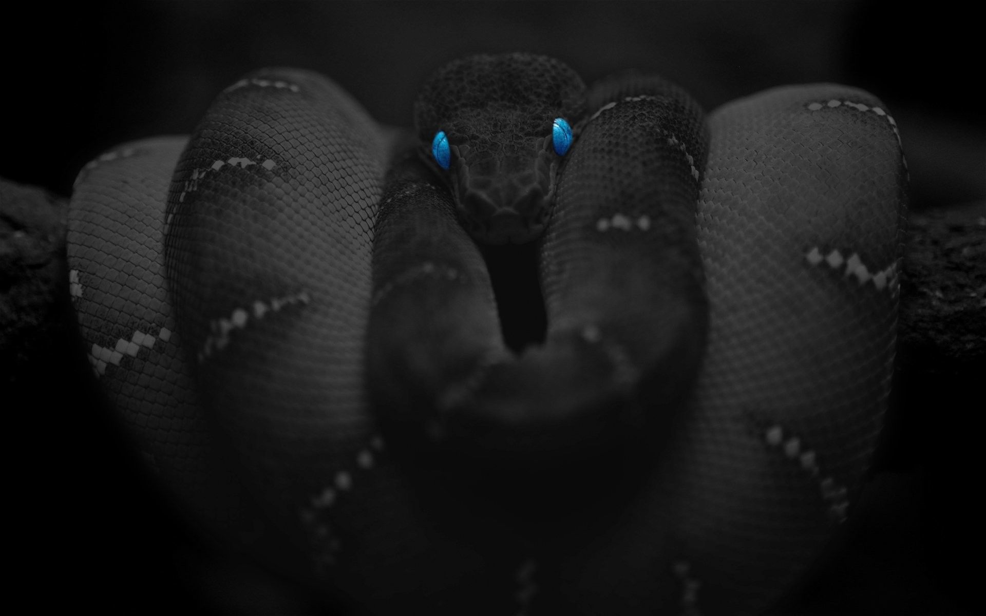 Snake Head Wallpapers on WallpaperDog