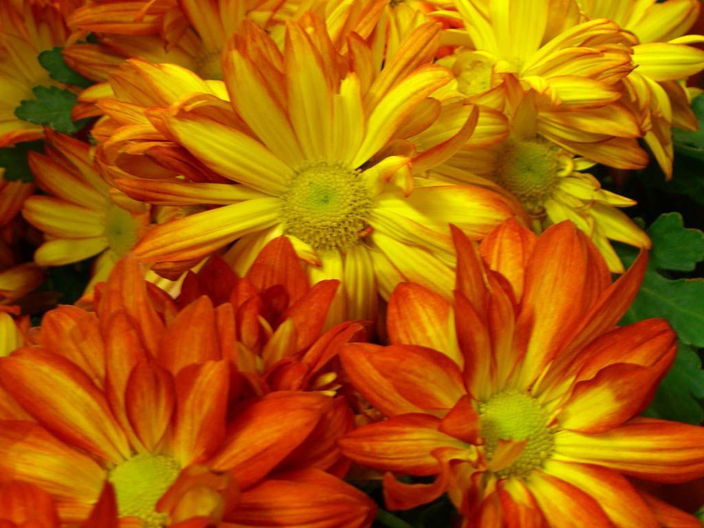 Fall Flowers Wallpapers on WallpaperDog