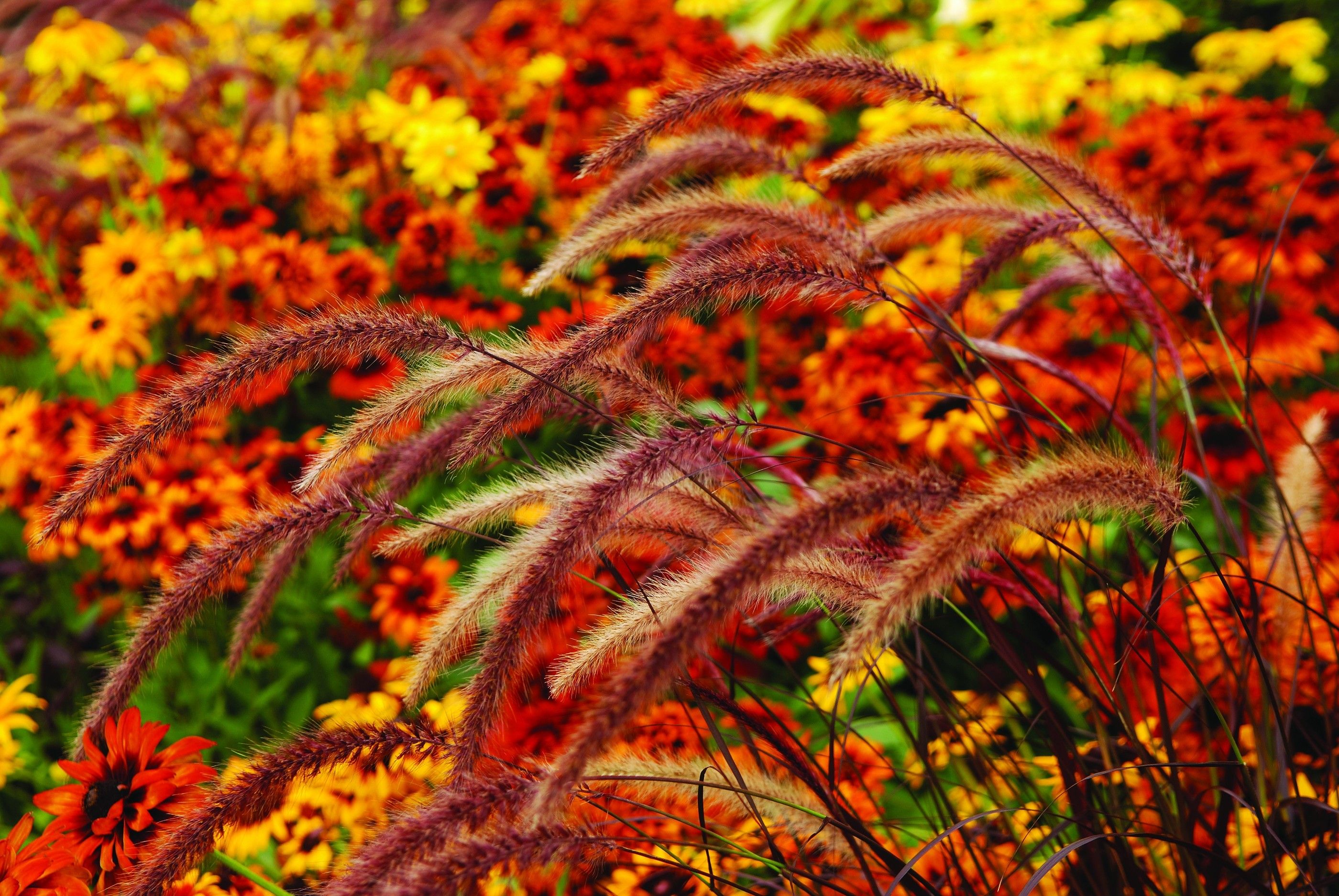 Fall Flowers Wallpapers on WallpaperDog