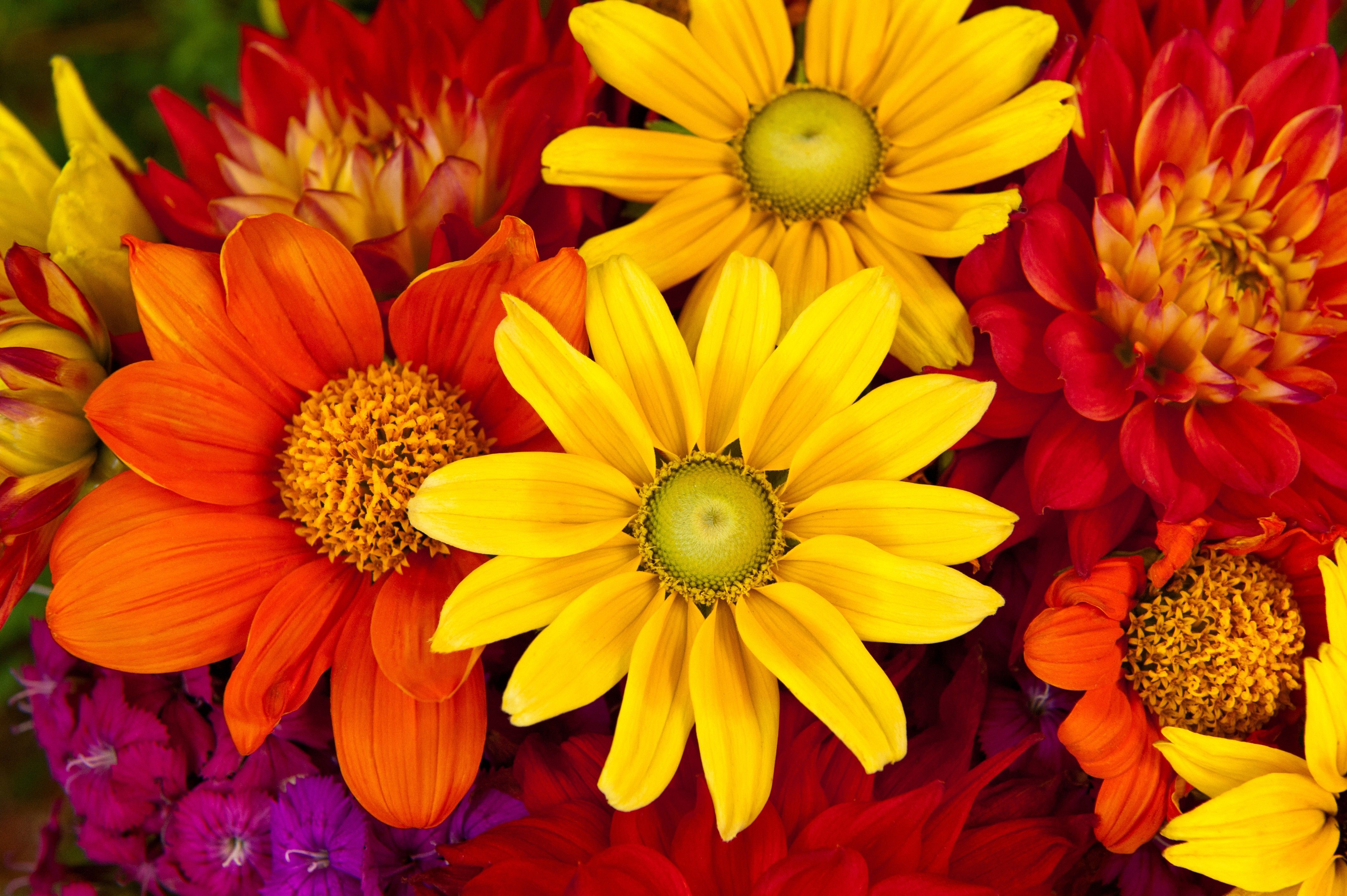 Autumn Flowers Laptop Wallpapers  Top Free Autumn Flowers Laptop  Backgrounds  WallpaperAccess