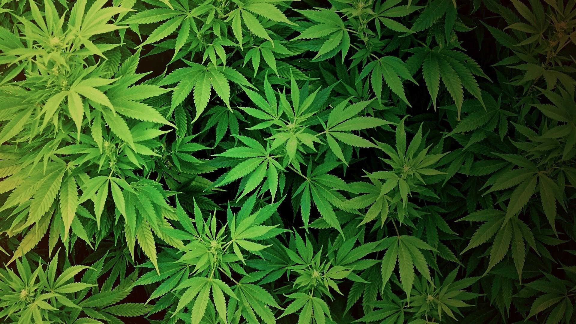 Marijuana Leaf Wallpapers on WallpaperDog