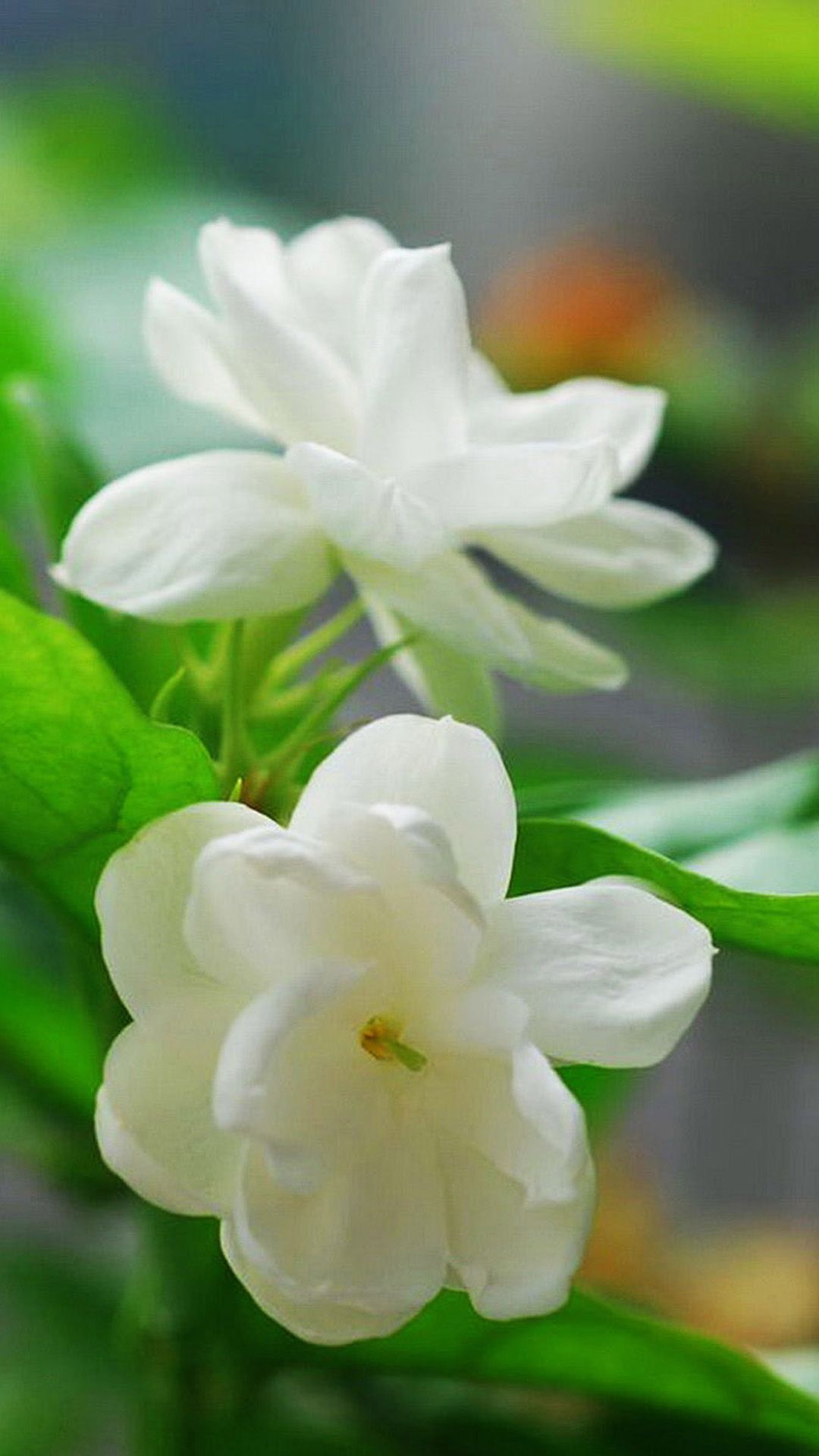 Flower Jasmine White Flower HD phone wallpaper  Pxfuel