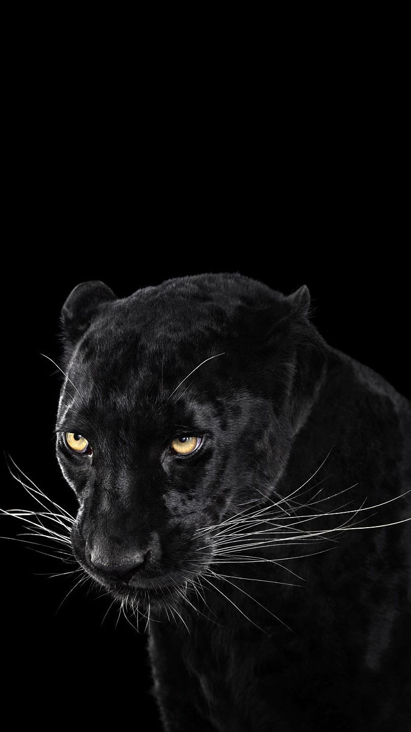 HD wallpaper Cats Black Panther animal themes one animal mammal  domestic animals  Wallpaper Flare