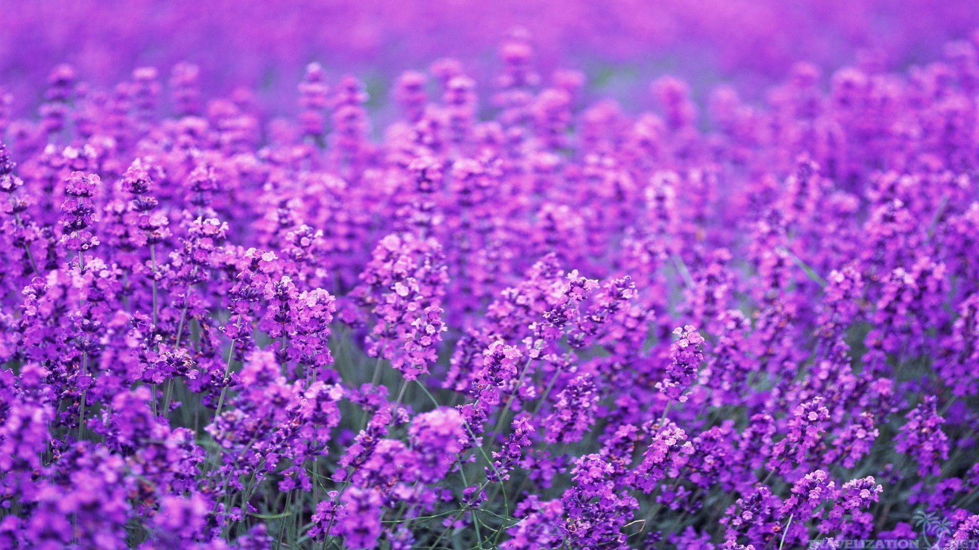 Lavender Flower Wallpapers on WallpaperDog