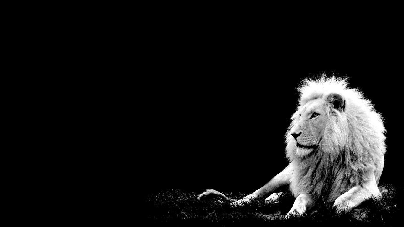 White lion Wallpapers Download  MobCup