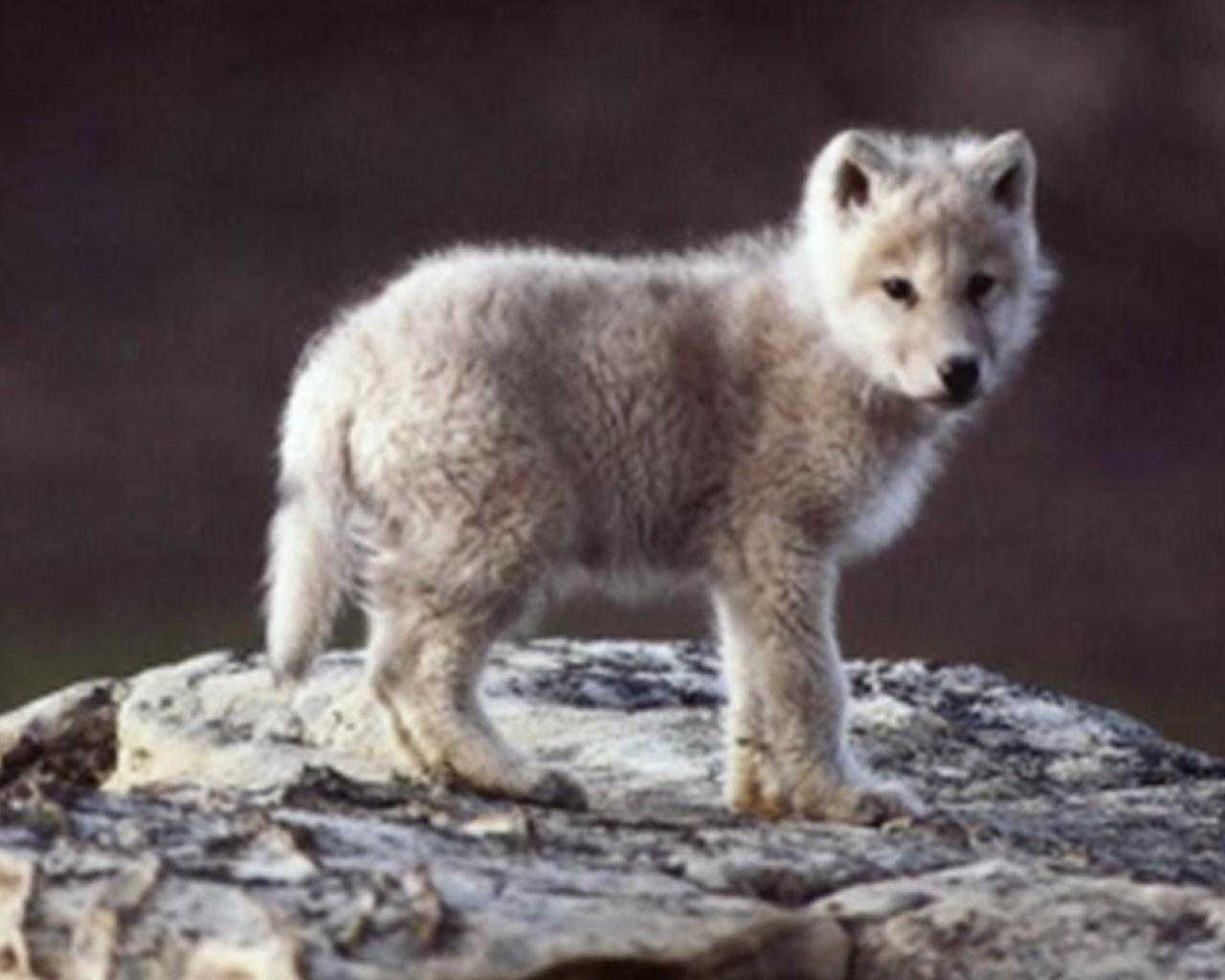 cute baby wolf backgrounds
