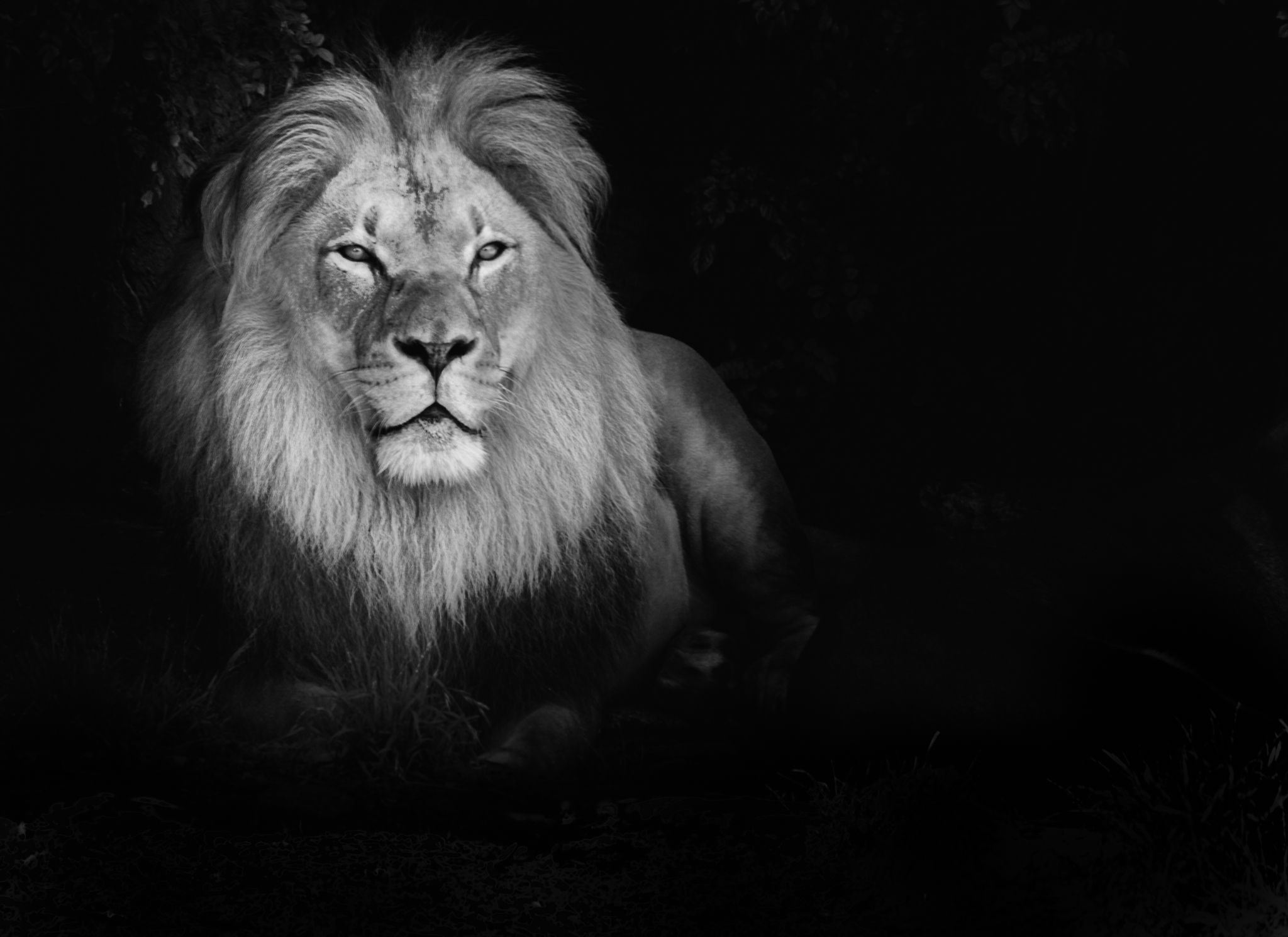 IPhone Wallpaper Lion Art Ios Animal Black & White - Etsy New Zealand