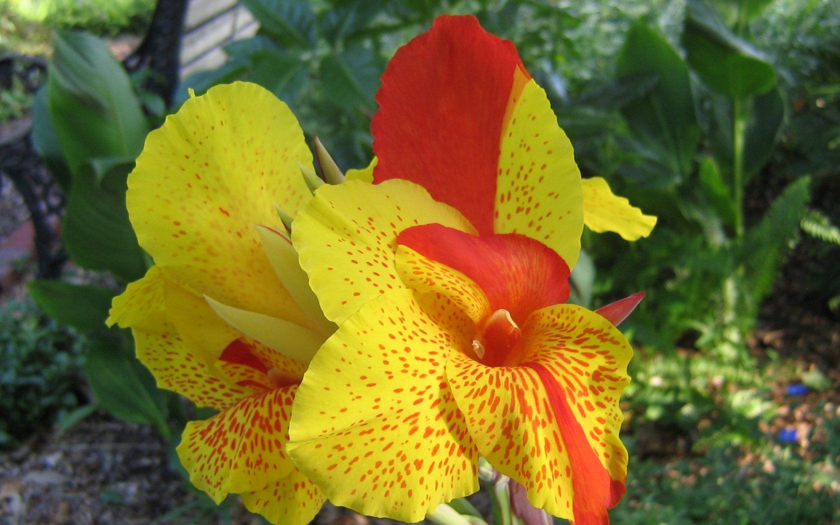 Цветок Канна орхид