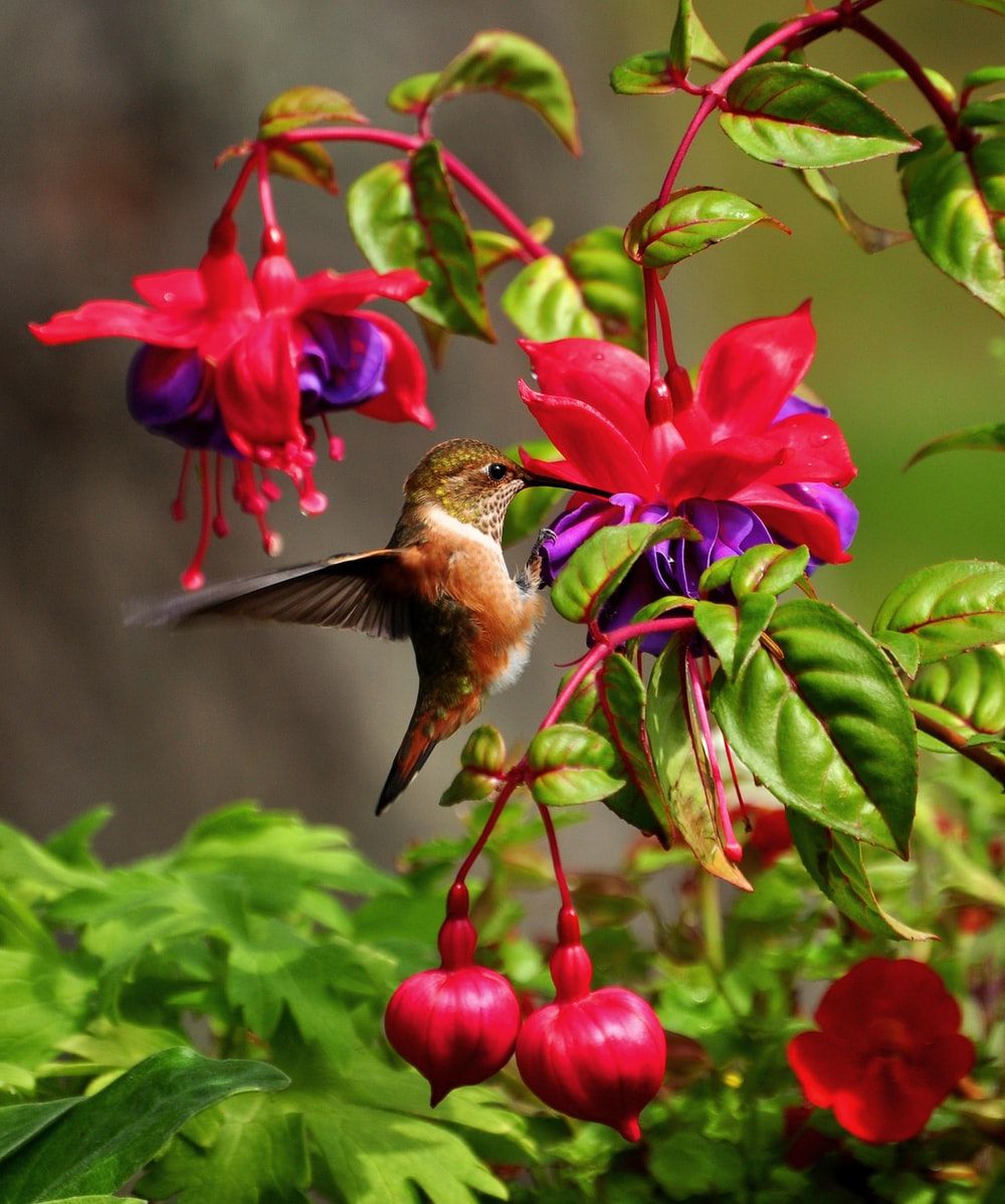 Colorful Hummingbird on a Bright Multicolored Background Nature Wallpaper  with Colibri Bird AI Generated Stock Illustration  Illustration of avian  tail 284508402