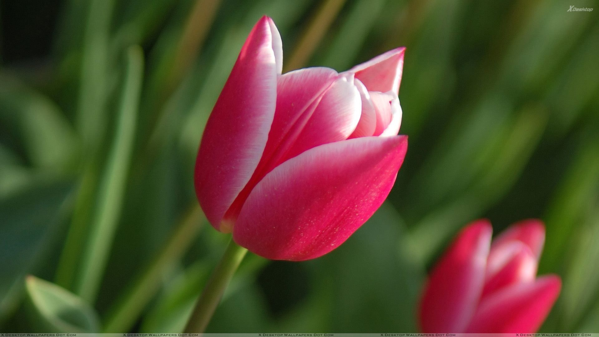 Tulip Desktop Wallpapers on WallpaperDog