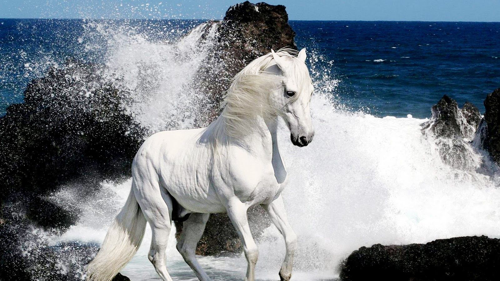 White Horse Running Desktop Wallpaper Hd : Wallpapers13.com