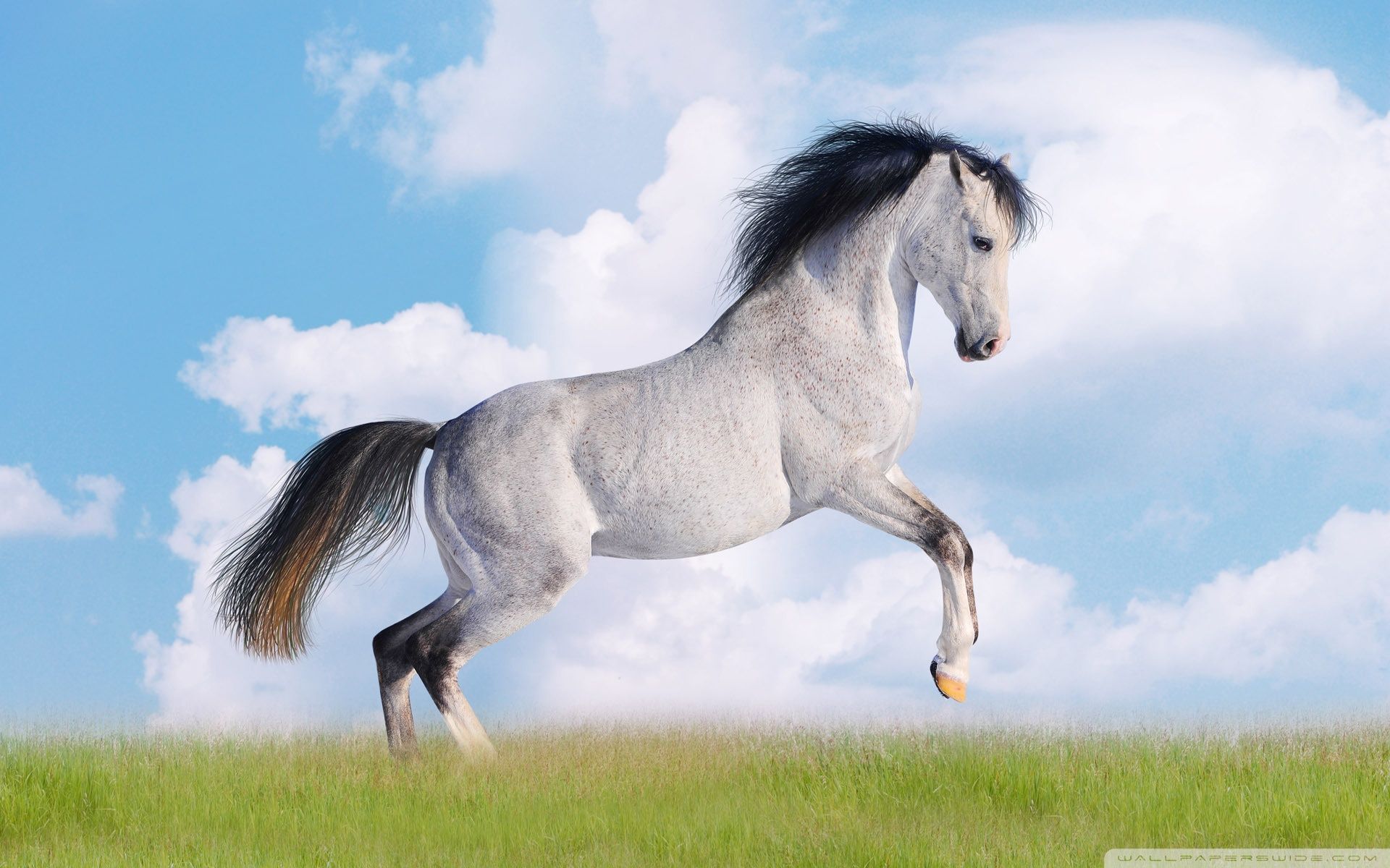 White horse running on grass field HD wallpaper | Wallpaper Flare