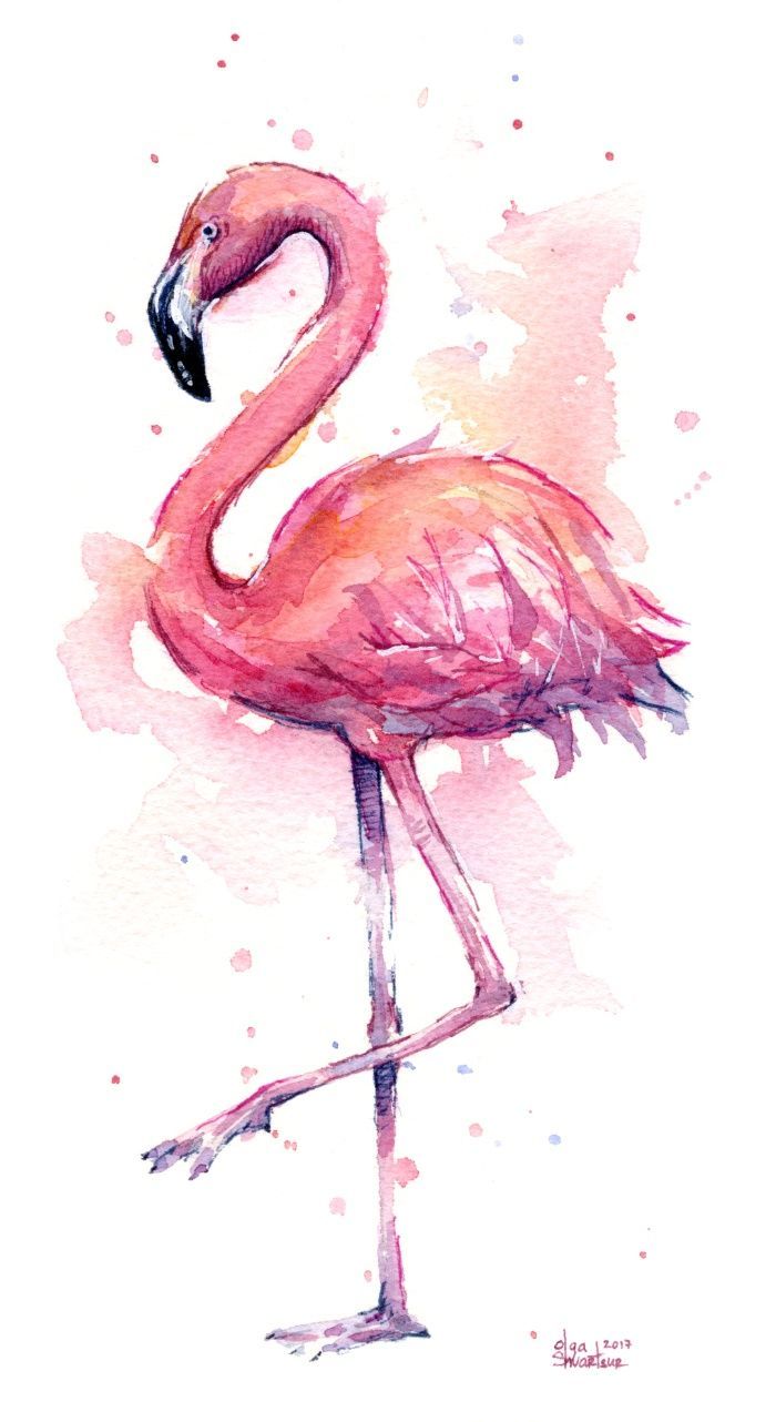 flamingo iPhone Wallpapers Free Download