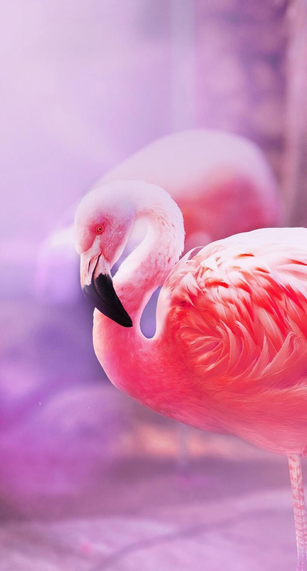 Pink flamingo anime love HD phone wallpaper  Peakpx