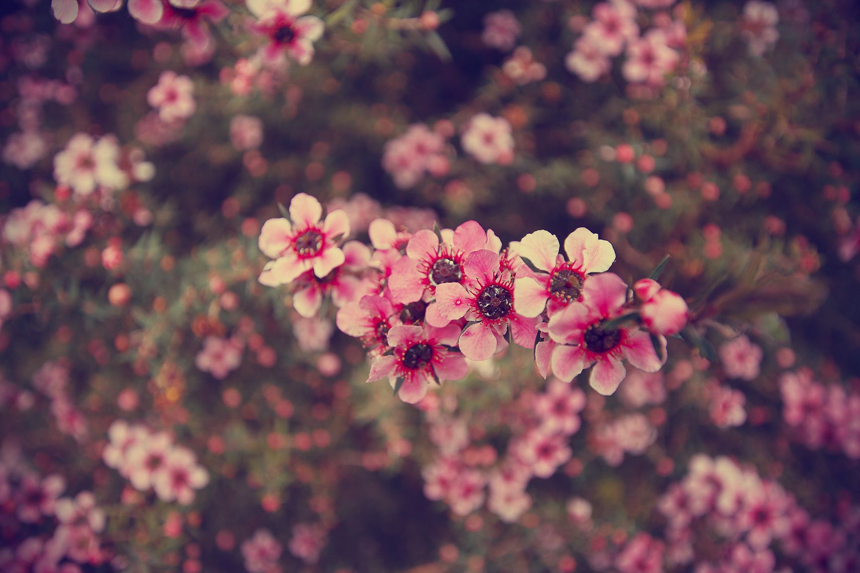 vintage flower backgrounds tumblr