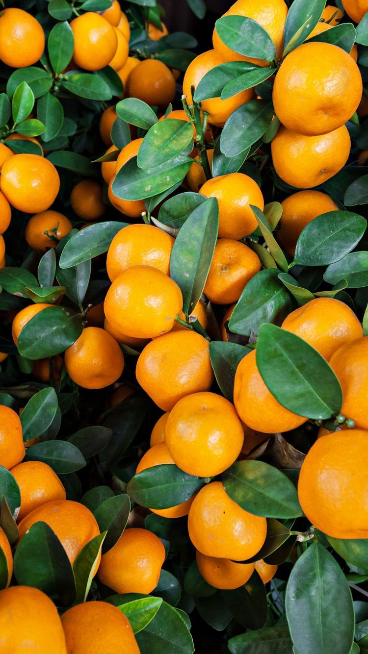 Image of Orange fruit tree wallpaper   oranges tree TB373085Picxy