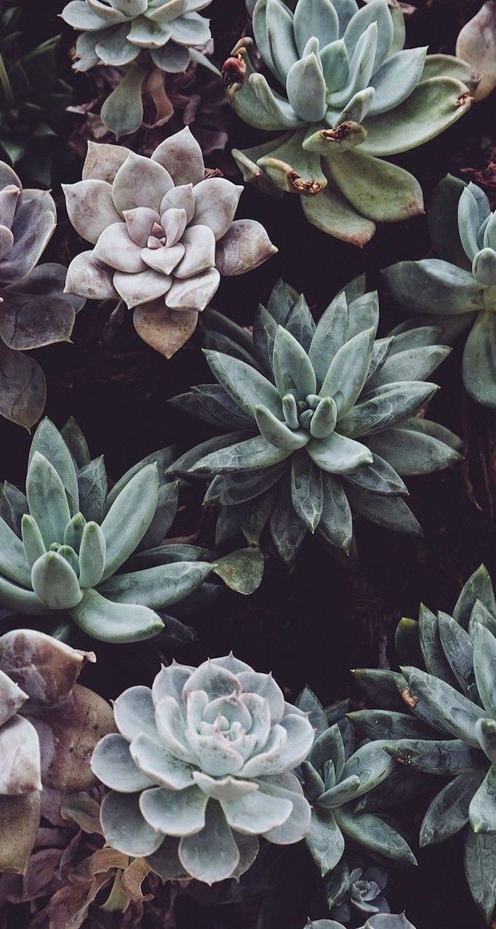 Download Cute Plant Family Minimalist Plant Desktop Wallpaper  Wallpapers com
