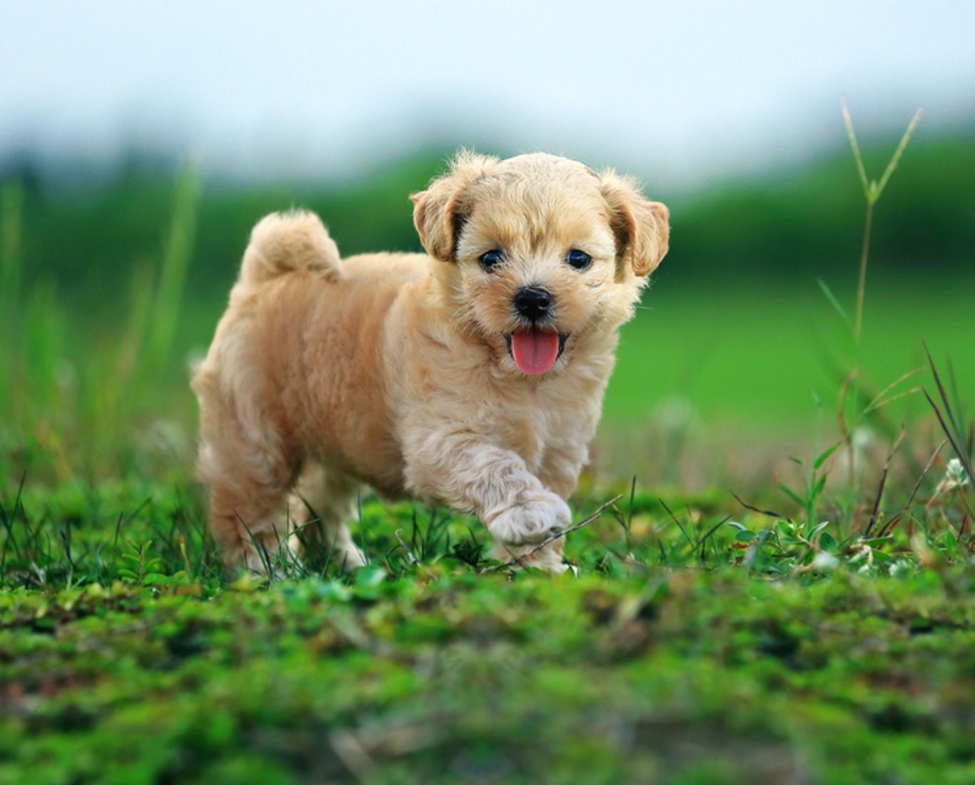 Cool Dog Wallpapers on WallpaperDog