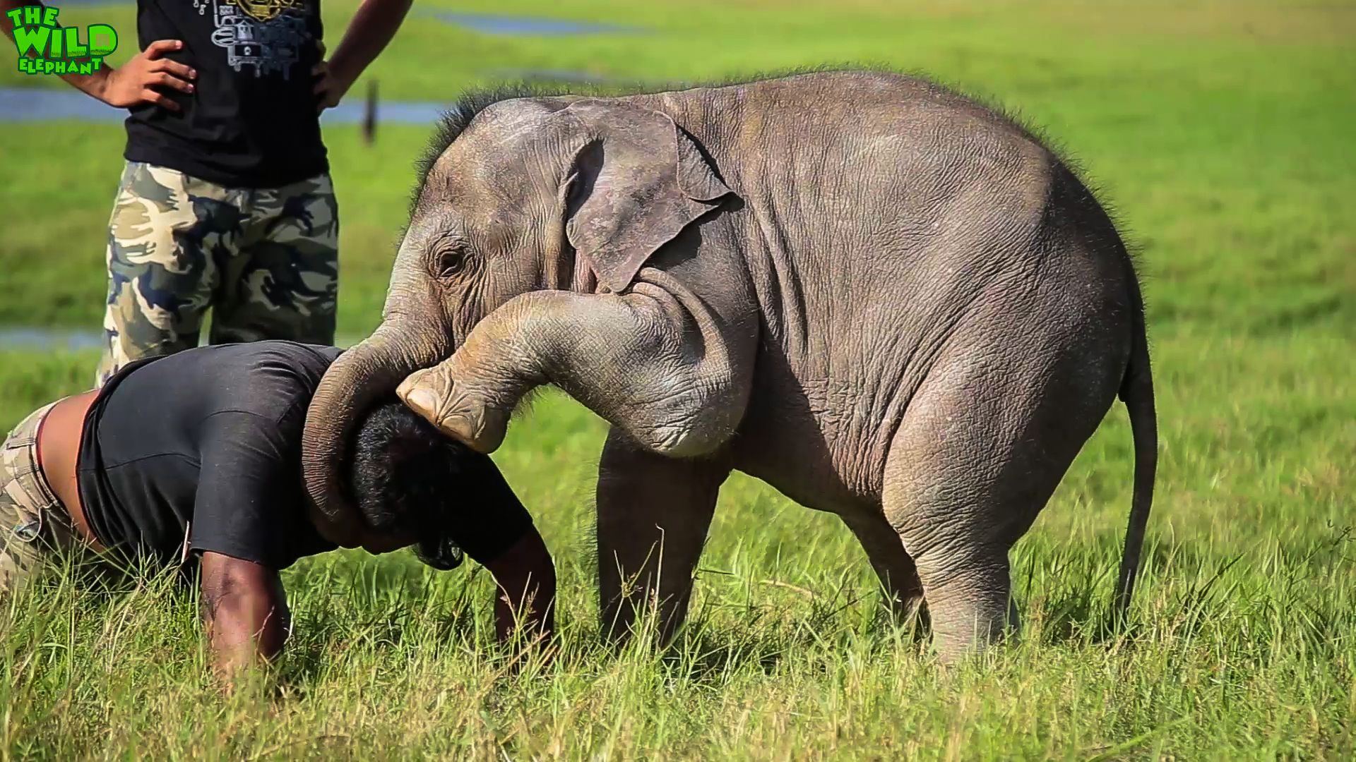 Play elephant. Слоненок. Слонята играют. Слоник играет. Фото играющих слонят.