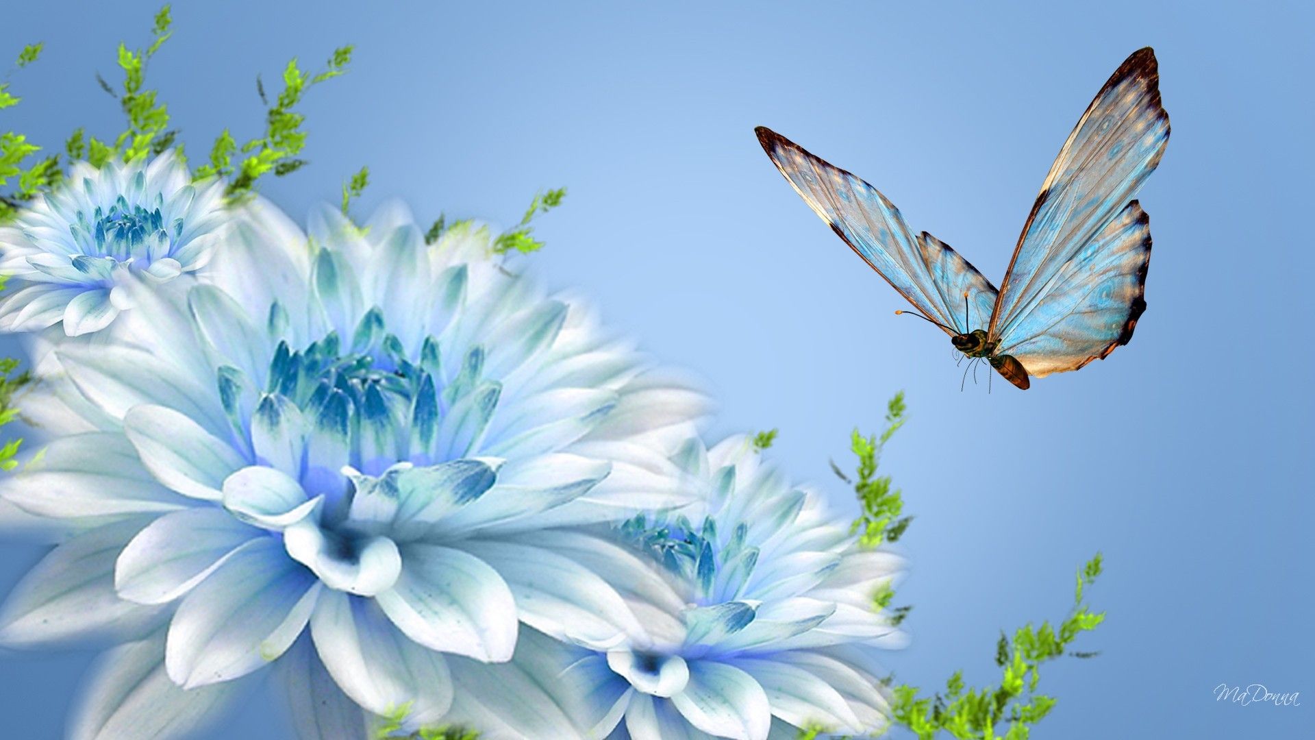 Spring Butterfly Wallpapers on WallpaperDog