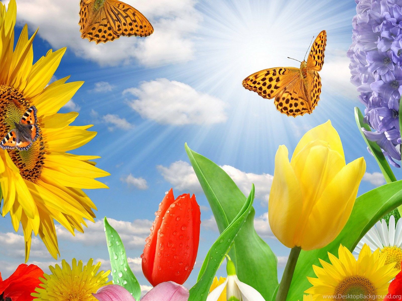 Spring Butterfly Wallpapers on WallpaperDog