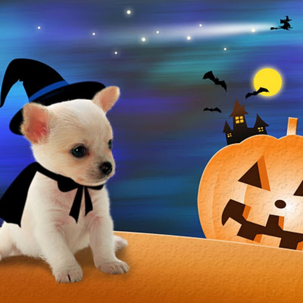 Your Guide to a PetSafe Halloween  ASPCA
