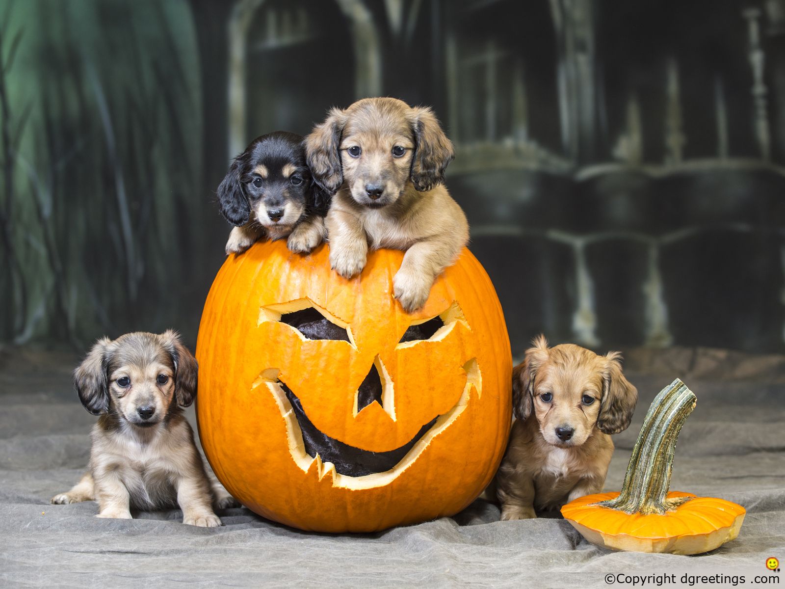 Free Spooky Halloween Puppy Wallpapers for Your Phone  Kols Notes