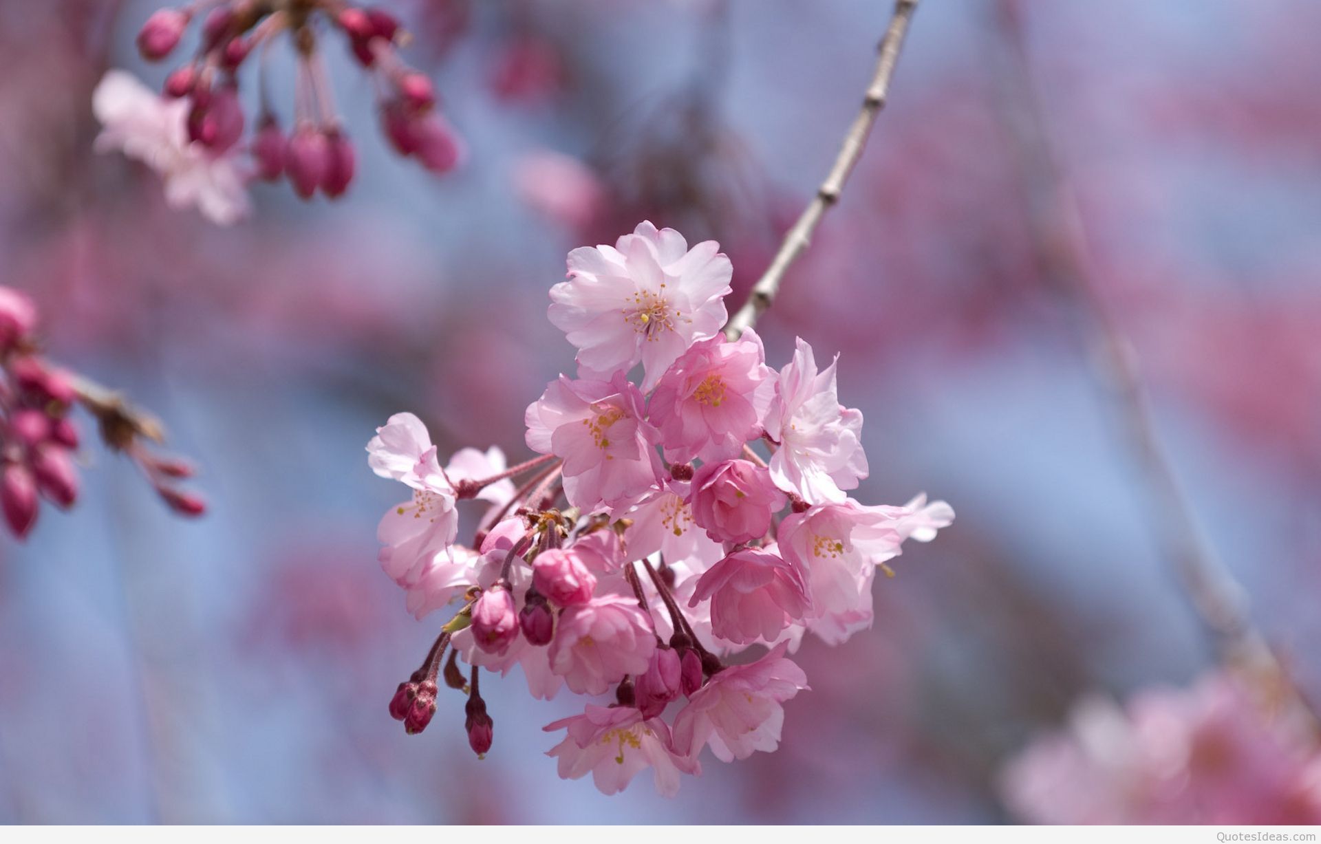 Happy Springtime Background Happy Spring Wallpapers on WallpaperDog