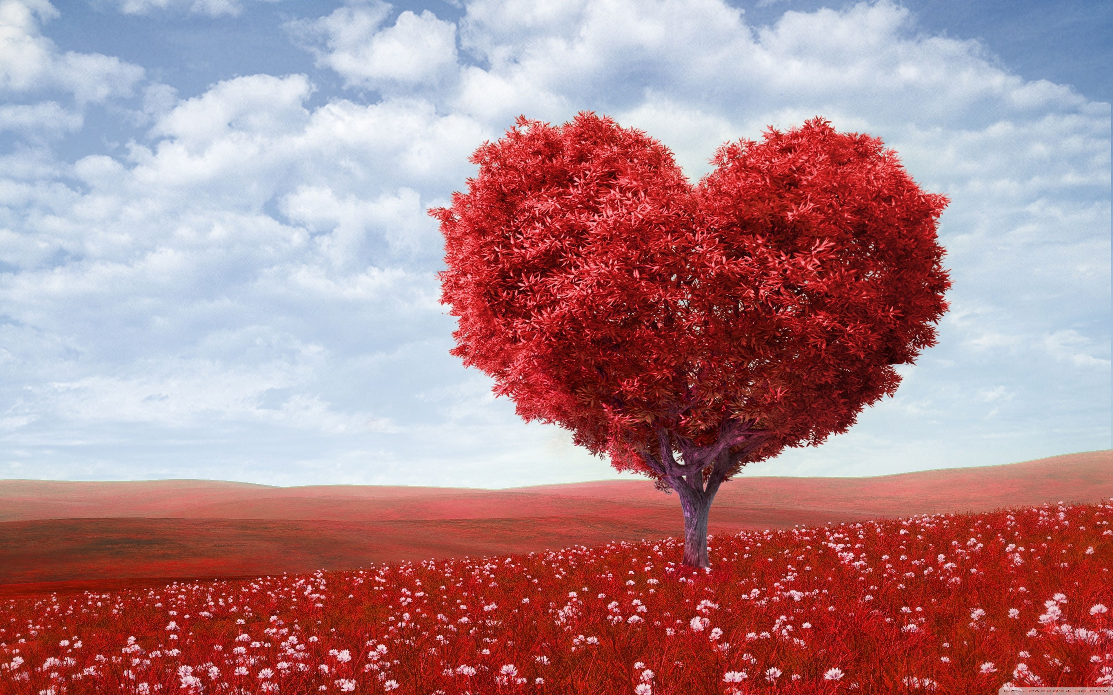 Valentines Day Computer Background Images HD Pictures and Wallpaper For  Free Download  Pngtree