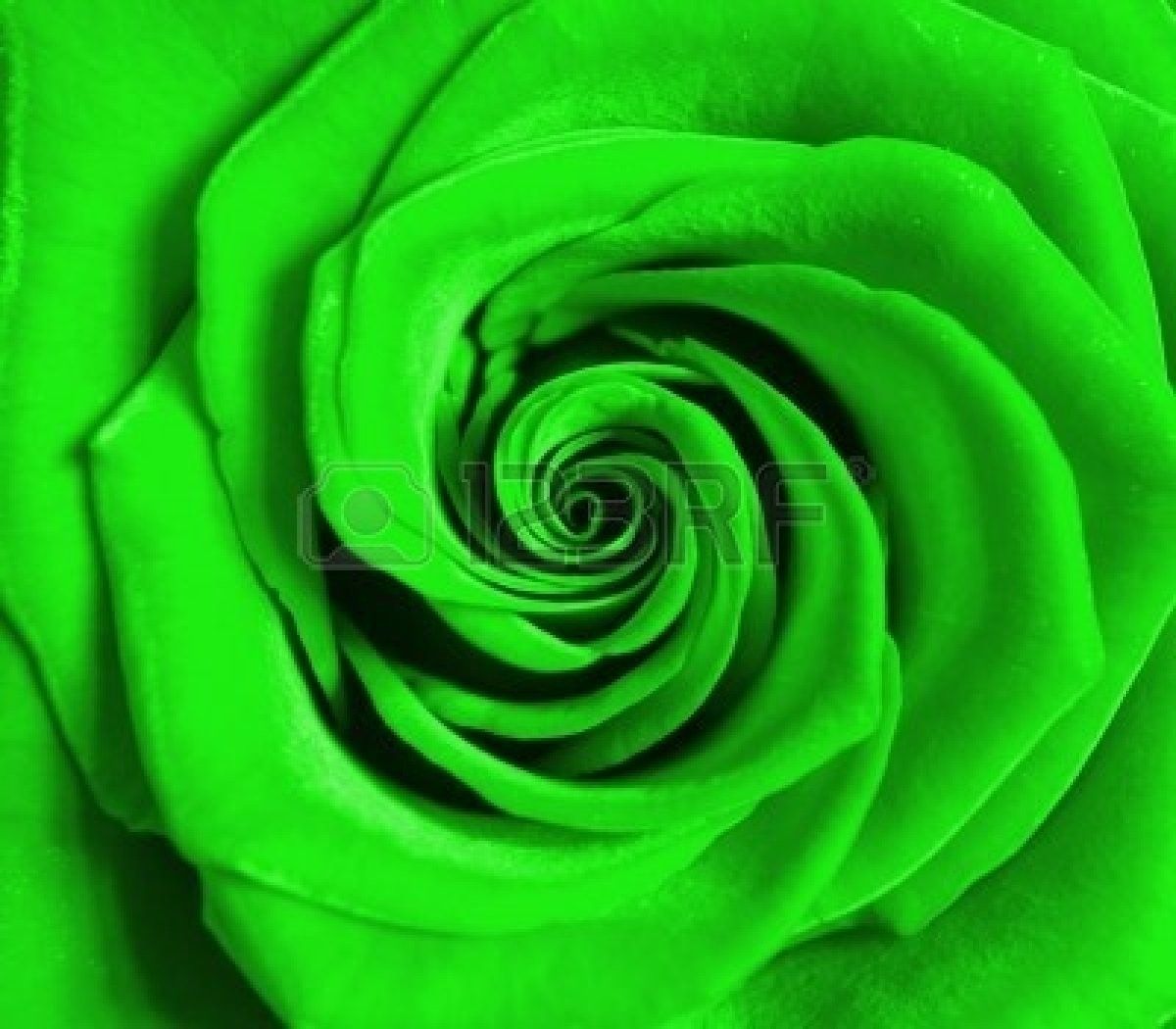 Формы зелено розовые. Зеленые розы. Красивые зеленые розы. Розы на зеленом фоне.