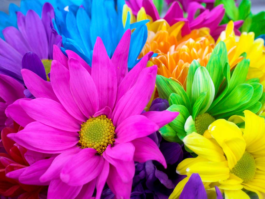 Colorful Flowers Wallpapers on WallpaperDog