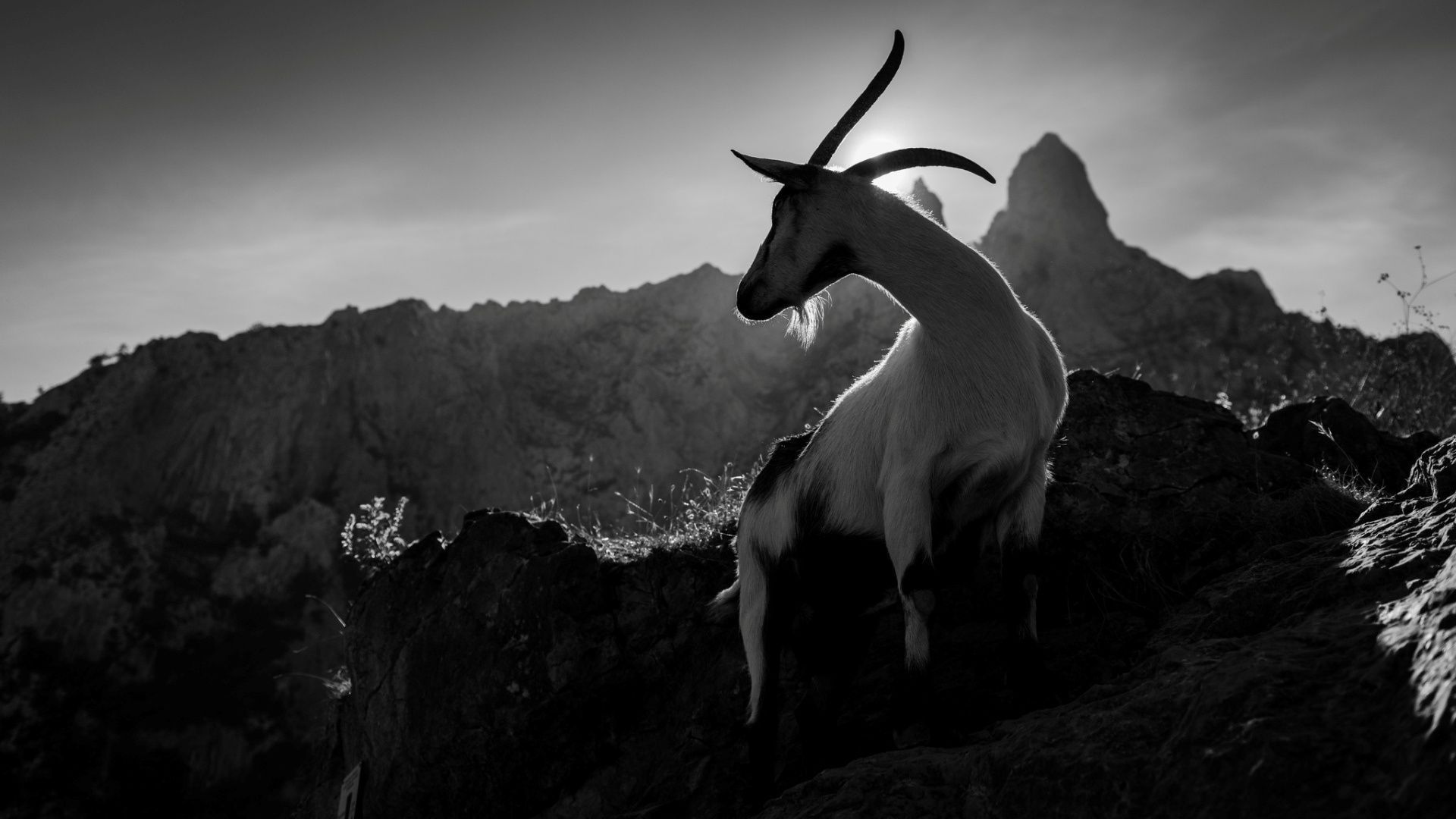 Goat 4K wallpapers for your desktop or mobile screen free and easy to  download