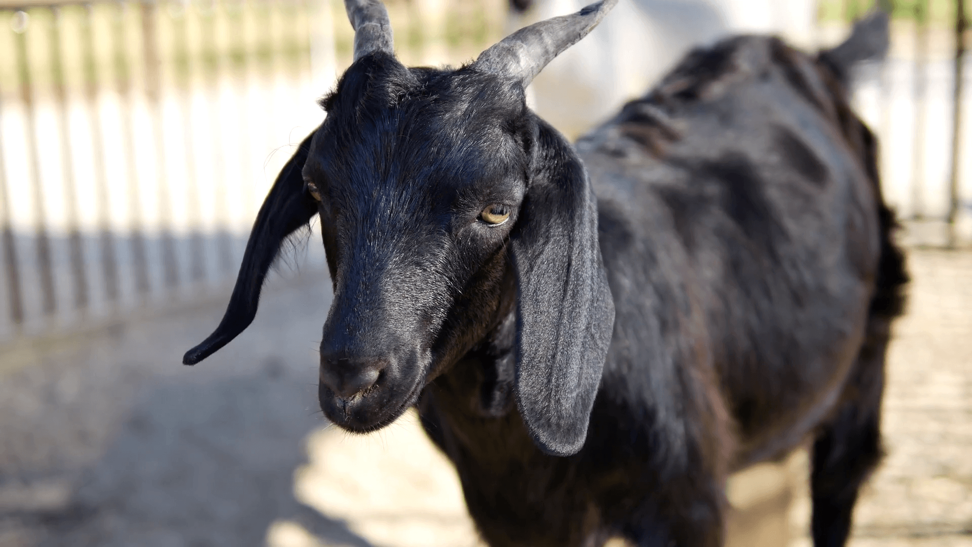 black-goat-wallpapers-on-wallpaperdog