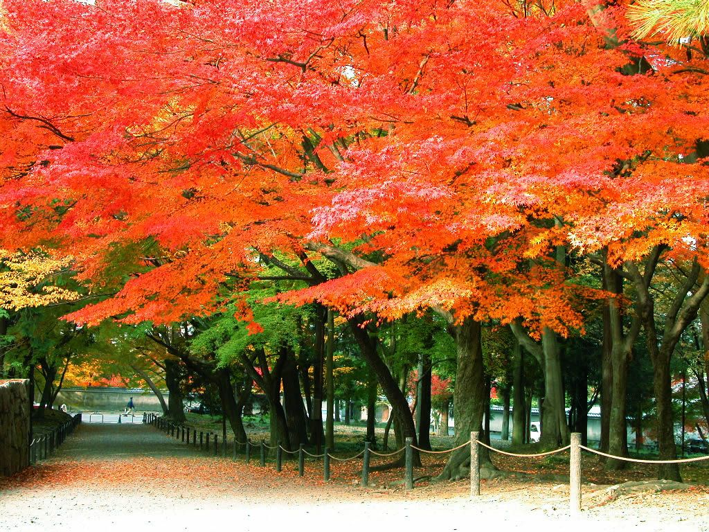 Kyoto Fall Wallpapers on WallpaperDog