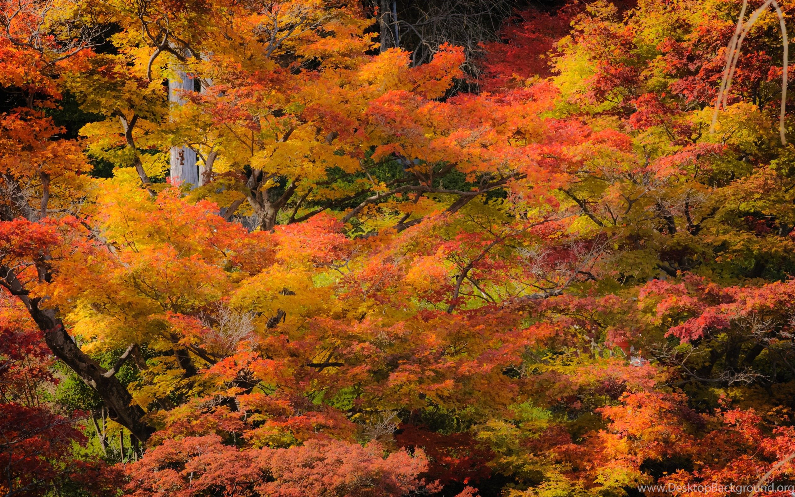 Fall definition. Киото клены. Kumaka Fall.
