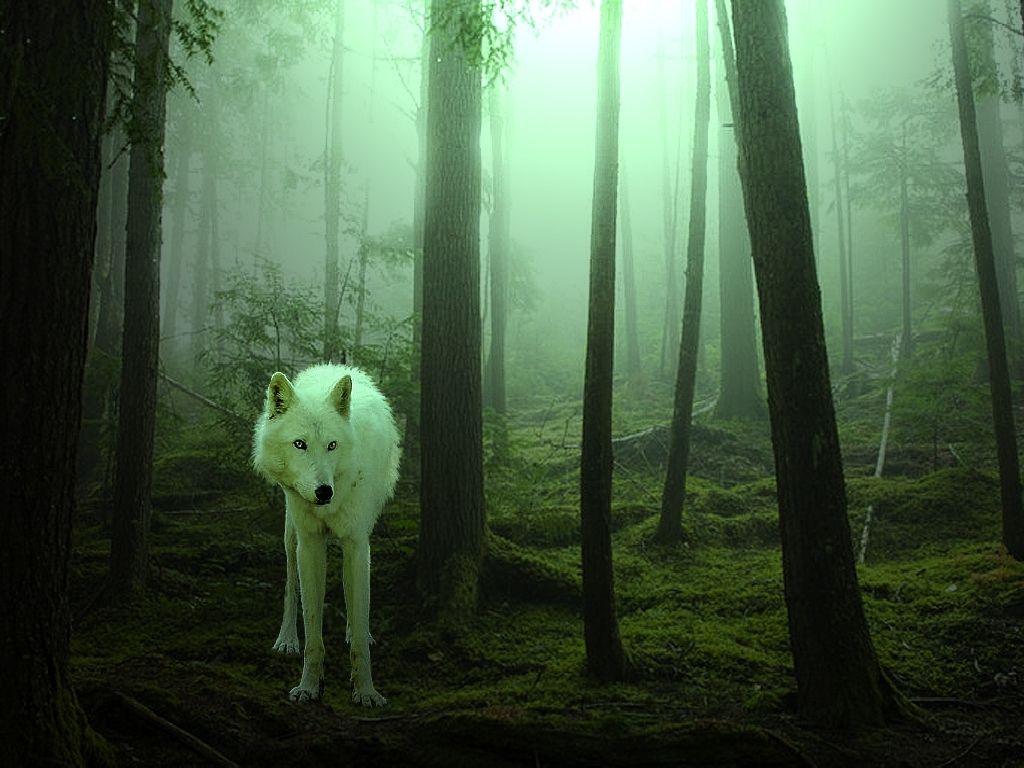 Forest Wolves Wallpapers on WallpaperDog