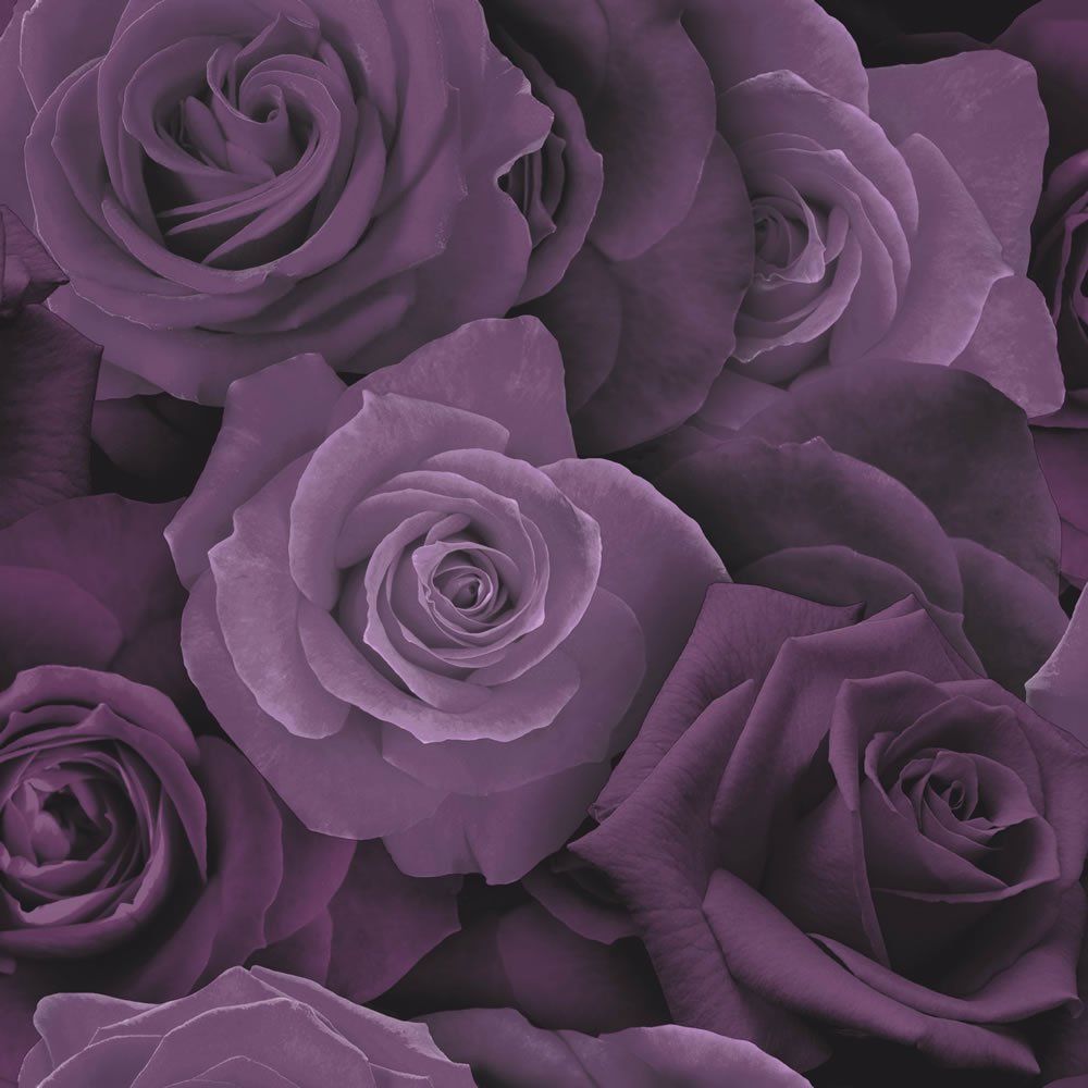 Purple Rose Wallpapers on WallpaperDog