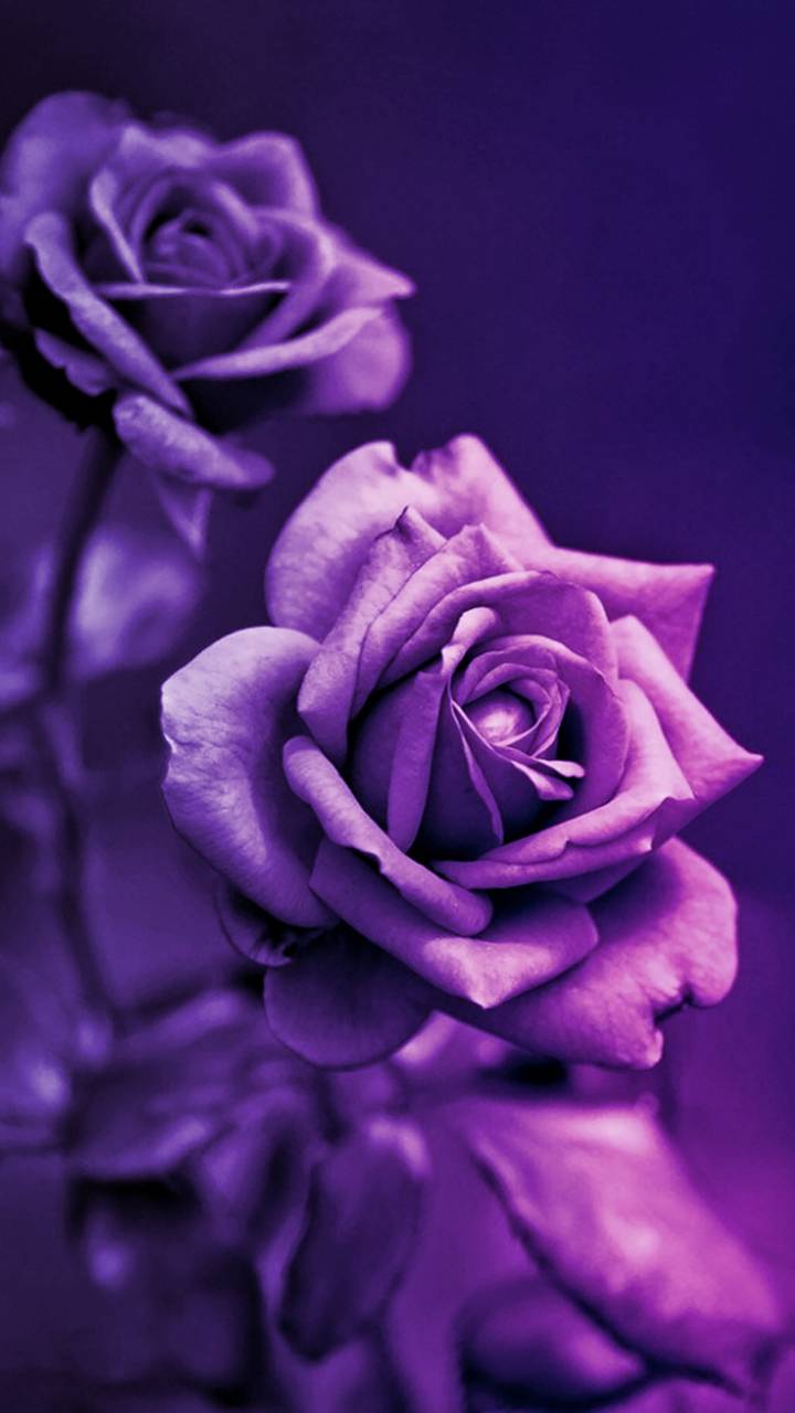 Hình nền hoa hồng tím trên WallpaperDog – Tìm kiếm một bức hình nền hoa hồng tím tuyệt đẹp cho điện thoại hoặc máy tính của bạn? Hãy ghé thăm WallpaperDog – nơi tuyệt vời để tìm kiếm hàng ngàn hình nền độc đáo và đẹp mắt. Bạn sẽ tìm thấy một bức hình nền hoa hồng tím đầy sức hút để trang trí cho thiết bị của mình.