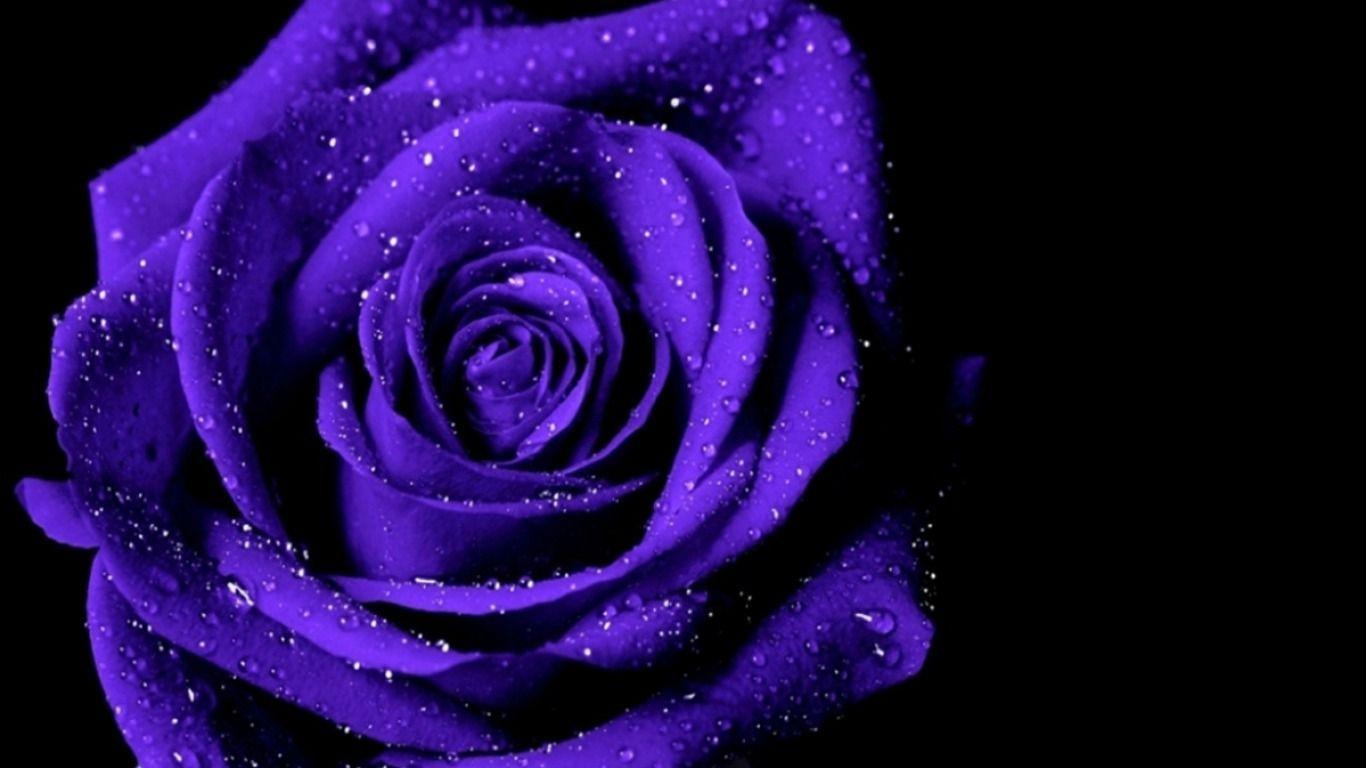 Hoa hồng tím: Một loại hoa hồng với nét riêng độc đáo và đầy sắc màu, bao gồm cả tím đậm và nhạt. Hoa hồng tím tượng trưng cho sự kỳ diệu và sự kết hợp giữa tình yêu và sự tôn trọng. Hãy cùng khám phá những bức ảnh tuyệt đẹp của hoa hồng tím và cảm nhận vẻ đẹp tuyệt vời của chúng.