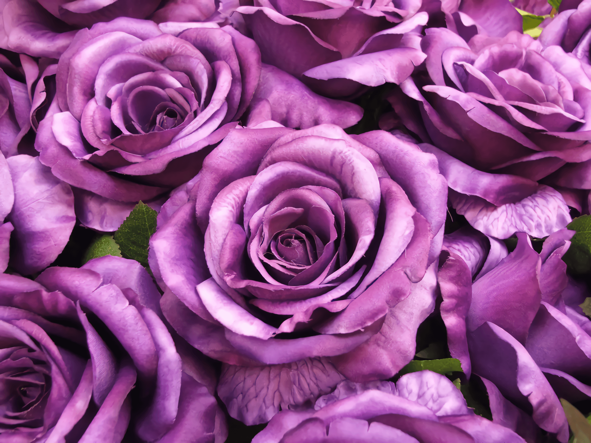 Серо фиолетовый цветы. Сорт розы фиолет вельвет.
