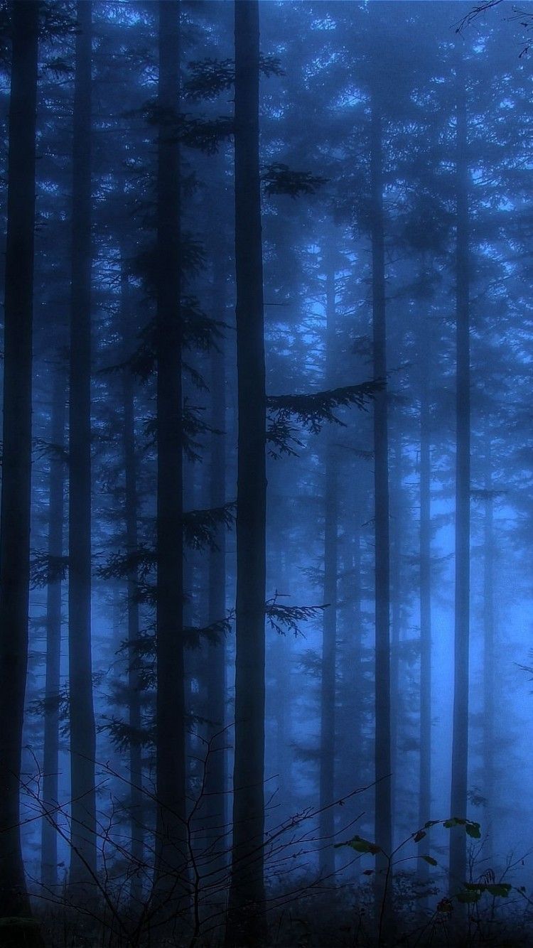 Blue Forest Wallpapers on WallpaperDog