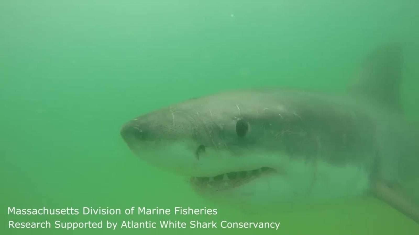 Бит акулы. Great White Shark. Малек большой белой акулы. Большая белая акула реальная. Укус маленькой белой акулы.