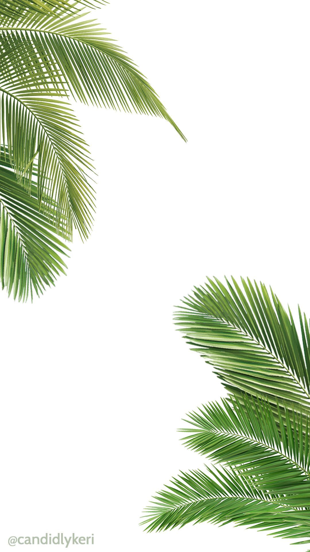 Cartoon Palm Tree Wallpapers on WallpaperDog