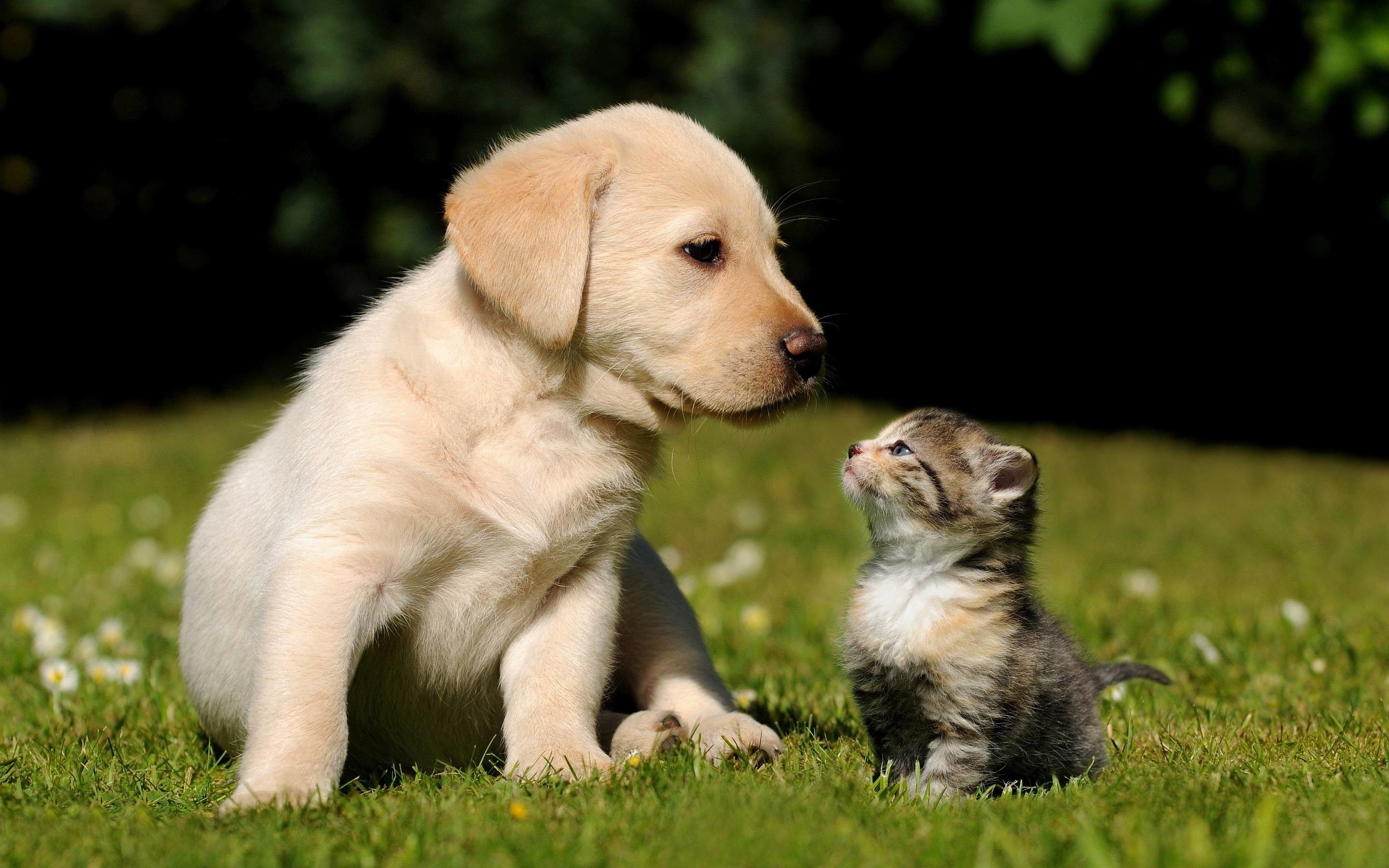 Cute Puppies and Kittens Wallpapers on