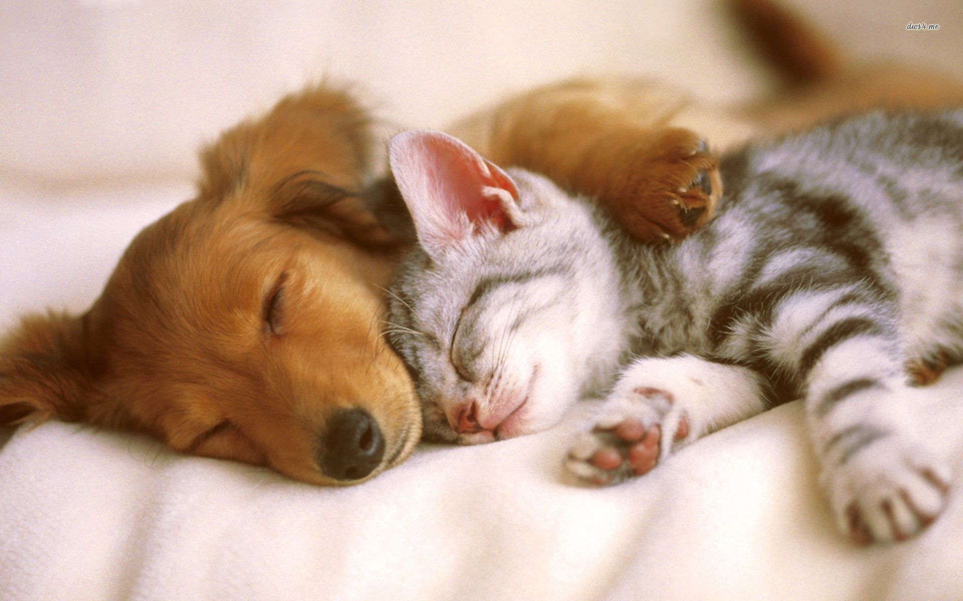 Cute Puppies And Kittens Wallpapers On WallpaperDog
