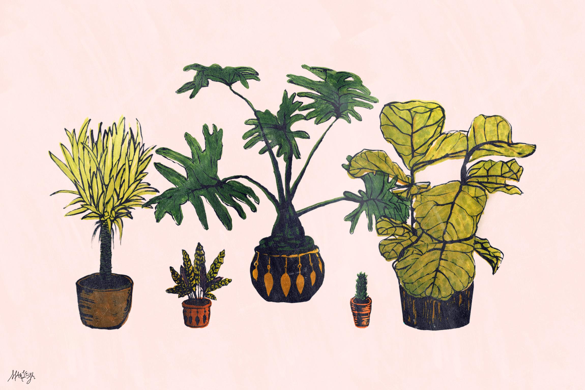 Plant Aesthetic Laptop Wallpapers on WallpaperDog