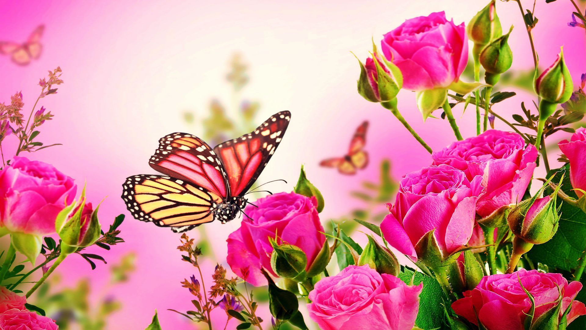Flowers Butterfly Rose