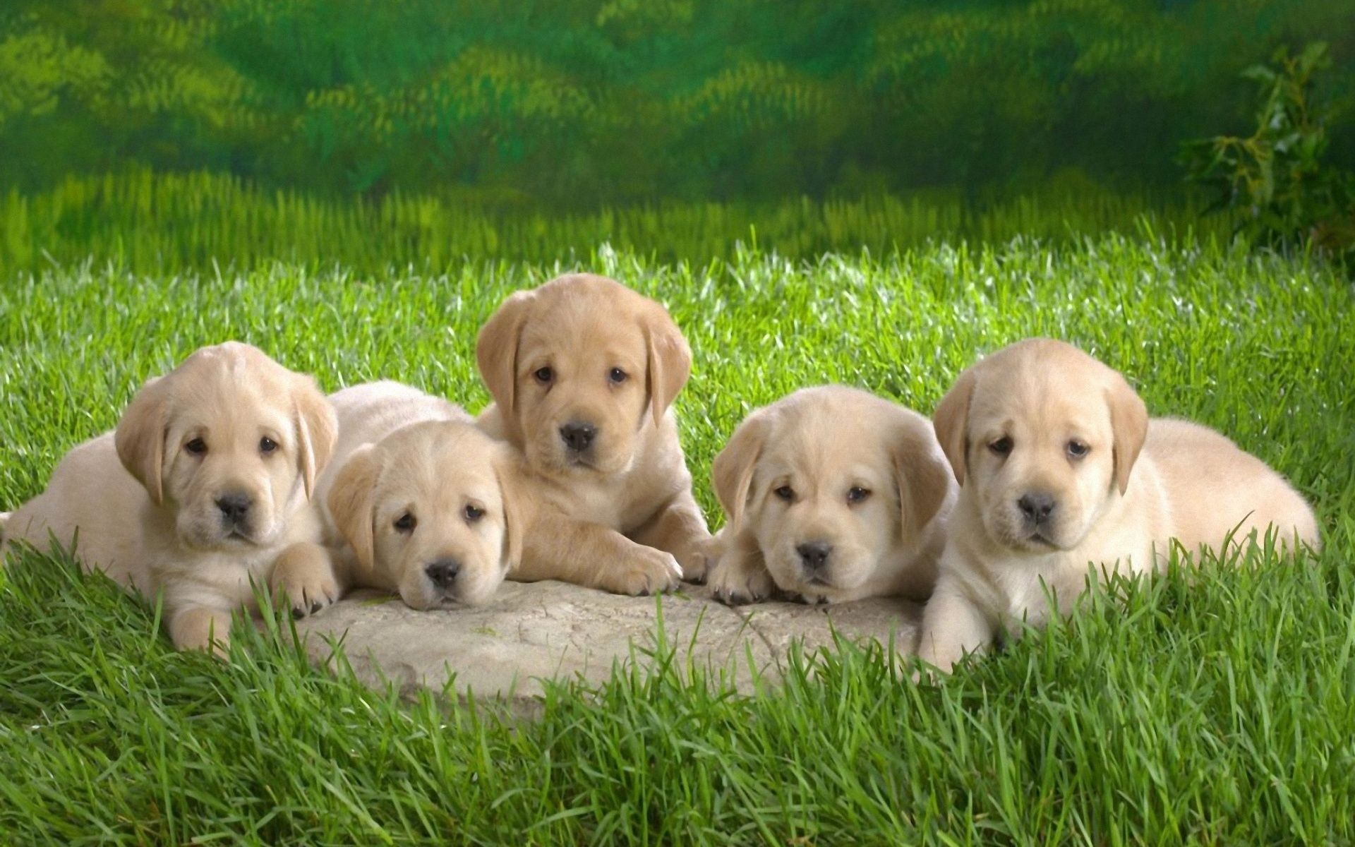 Cute Puppy Desktop Wallpapers on