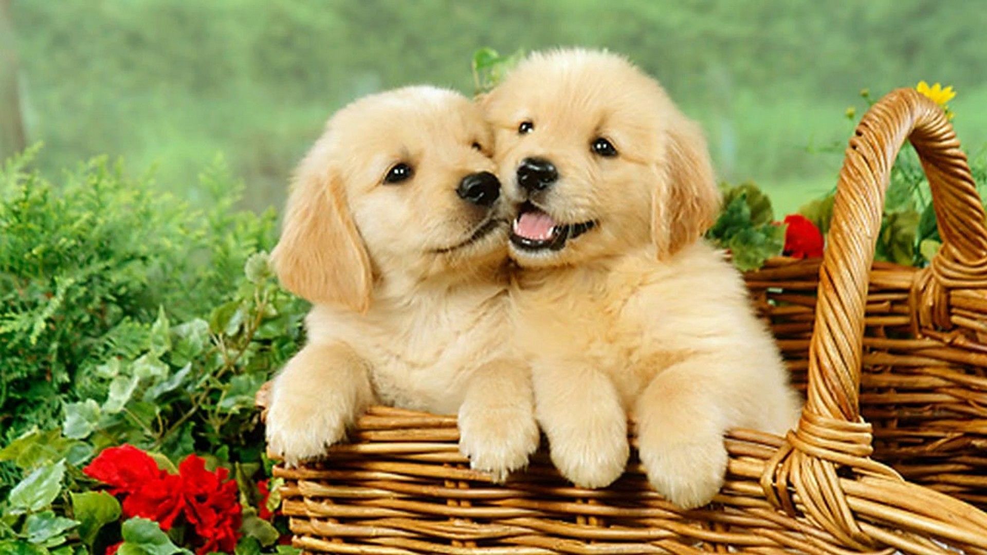 Cute Puppy Backgrounds For Desktop