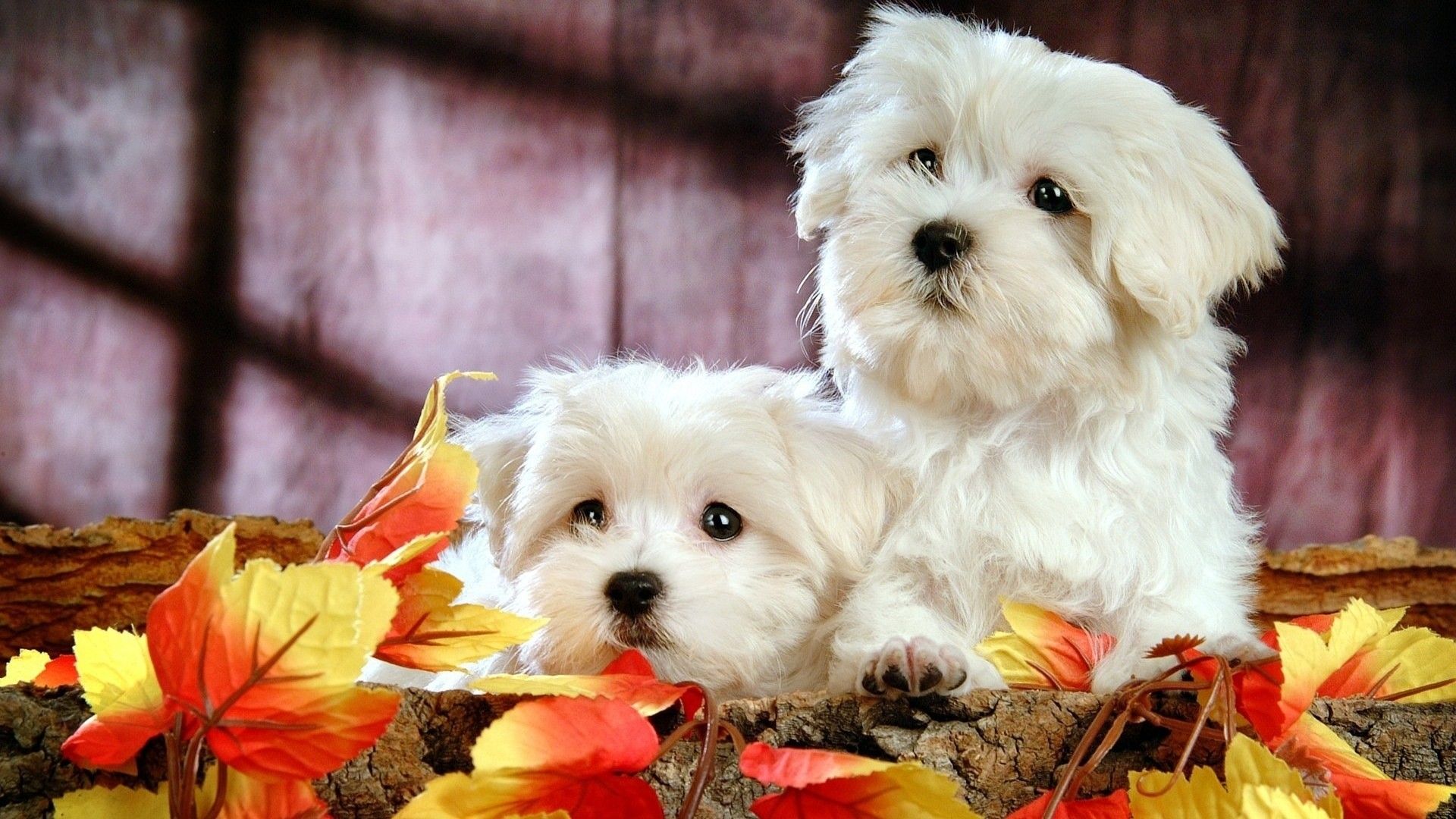 puppies wallpaper for desktop